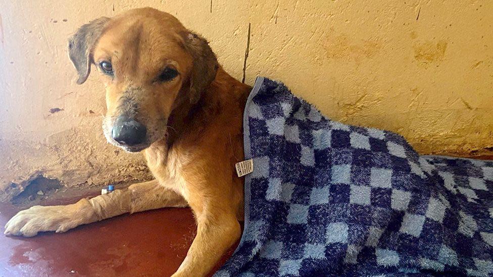 How a Ugandan Town Turned Stray Dogs Into a $730,000 Online Scam Industry — image 2