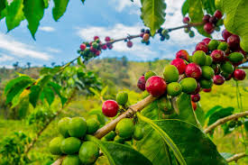 Kenya Reports Record Agricultural Exports in May, Driven by Edible Oils and Coffee Surge